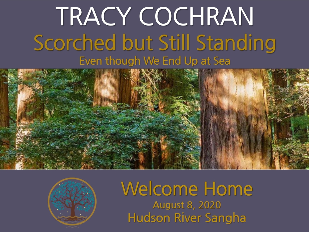 Scorched but Still Standing: a guided meditation